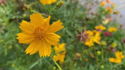 Yellow Coreopsis auriculata with dew drops in focus Stock Footage 314098581