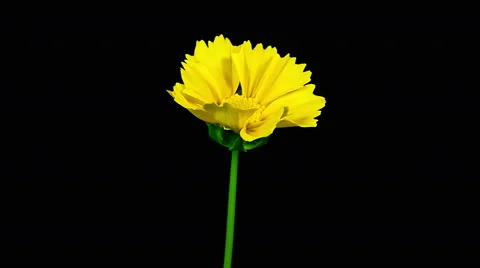 Yellow coreopsis flower blooming timelapse Stock Footage 40051046