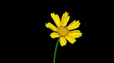 Yellow coreopsis flower blooming timelapse Stock Footage 40054867