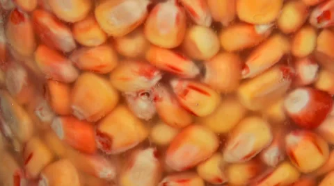 Yellow corn background Stock Footage 36678827