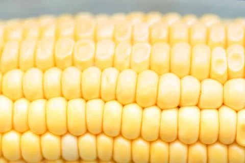 Yellow corn background Stock Photos