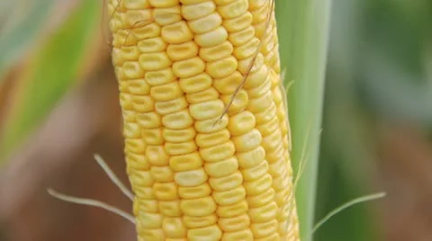 Yellow corn close up Stock Footage 11977468