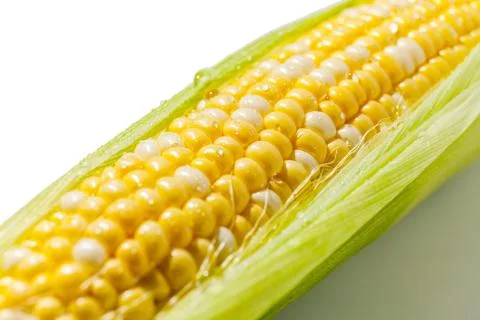 Yellow Corn Cob Closeup, Macro Shot on the white background Stock Photos