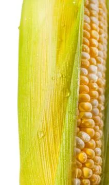 Yellow Corn Cob Closeup, Macro Shot on the white background Foto stock