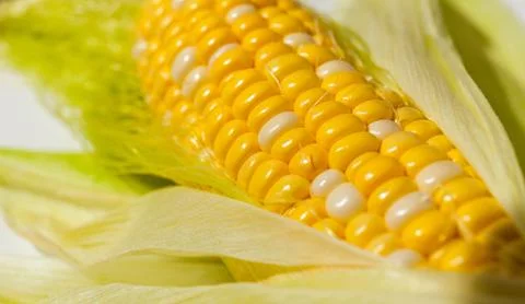 Yellow Corn Cob Closeup, Macro Shot on the white background Stock Photos