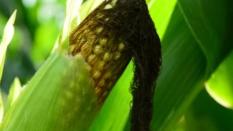 Yellow corn on the cob growing in a field Stock Footage 148728868