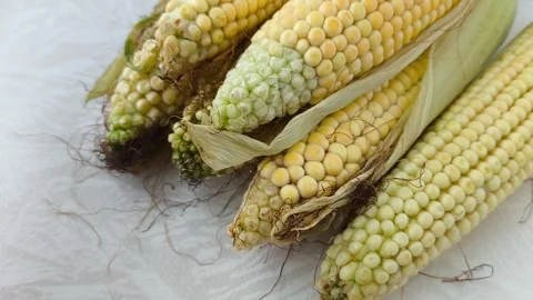 Yellow corn on the cob lies on the table in close-up. GMO products. Grain crops Stock Footage 316667956