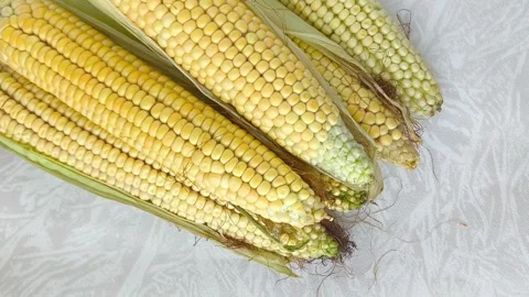 Yellow corn on the cob lies on the table in close-up. GMO products. Grain crops Stock Footage 316668113