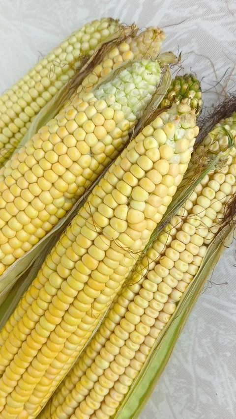 Yellow corn on the cob lies on the table in close-up. GMO products. Grain crops Stock Footage 316668214