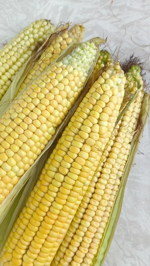 Yellow corn on the cob lies on the table in close-up. GMO products. Grain crops Stock Footage 316668218