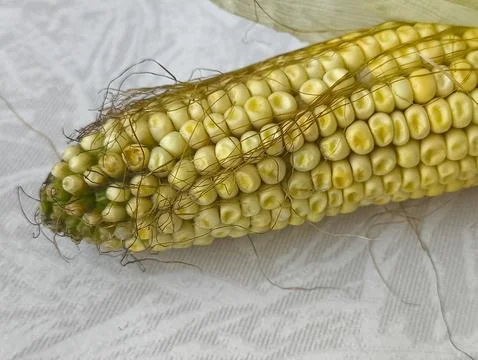Yellow corn on the cob lies on the table in close-up. GMO products. Grain crops Stock Photos