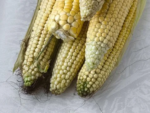Yellow corn on the cob lies on the table in close-up. GMO products. Grain crops Stock Photos