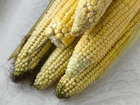 Yellow corn on the cob lies on the table in close-up. GMO products. Grain crops Stock Photos