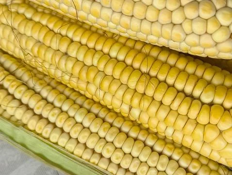 Yellow corn on the cob lies on the table in close-up. GMO products. Grain crops Stock Photos