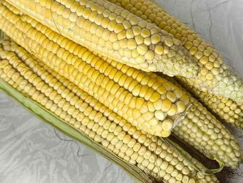 Yellow corn on the cob lies on the table in close-up. GMO products. Grain crops Stock Photos