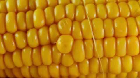 Yellow Corn Cob Macro Texture with Smooth Camera Movement. Stock Footage 340028501