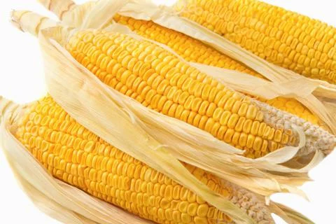 Yellow corn cob Stock Photos
