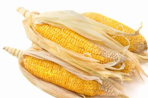 Yellow corn cob Stock Photos