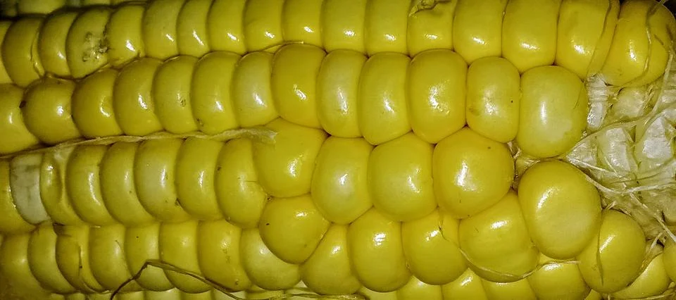 Yellow Corn Cob Texture Close Up Stock Photos