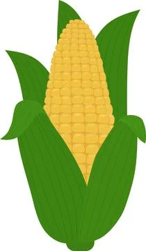 Yellow Corn Cob Vector Illustration: Fresh Sweet Corn Cob Isolated on White Illustration