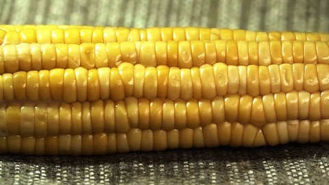 Yellow corn on the cob watered with vegetable oil Stock Footage 103428637