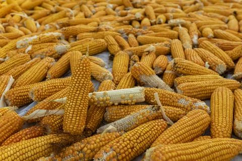 Yellow Corn Cobs Drying After Harvest with Natural Texture and Detail Stock Photos