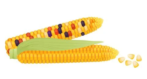 Yellow corn cobs with green leaf and sweet maize grains in pile 스톡 일러스트