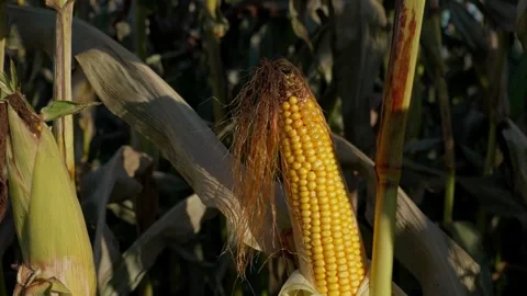Yellow Corn Ear on Stalk in Sunlight Video stock 332043139