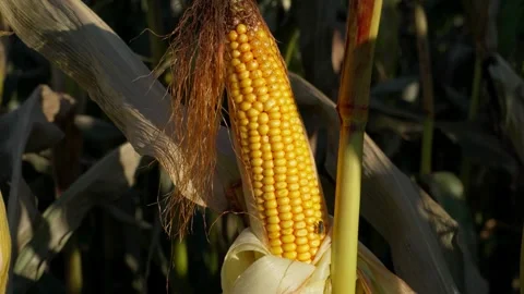 Yellow Corn Ear on Stalk in Sunlight Video stock 332043222