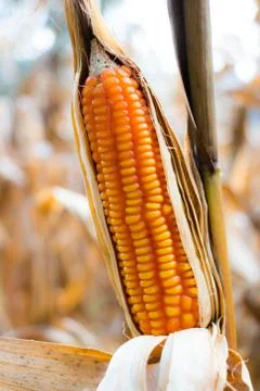 Yellow corn in field Stock Photos