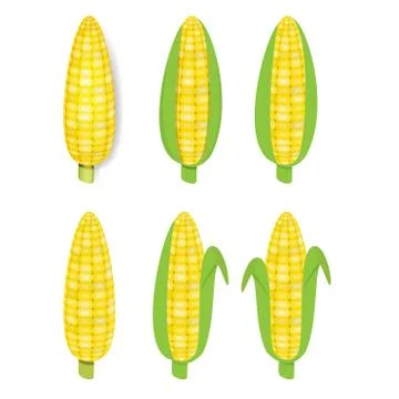 Yellow corn in flat and realistic style Stock Illustration
