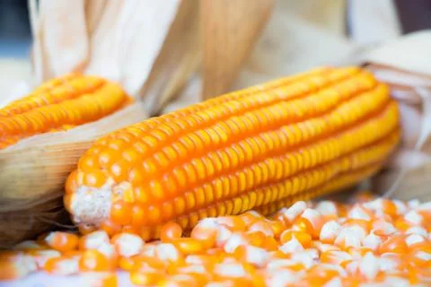 Yellow corn food background Stock Photos