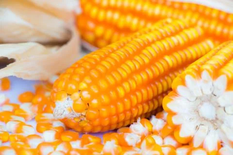 Yellow corn food background Stock Photos