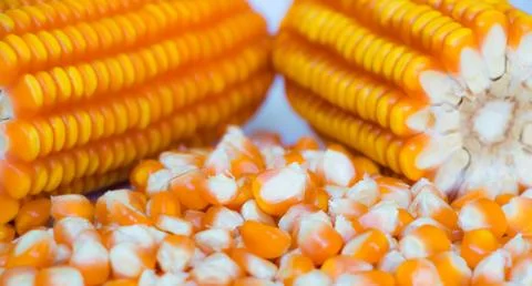 Yellow corn food background Stock Photos
