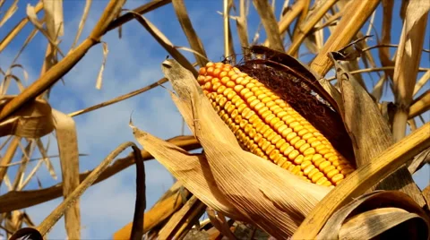 Yellow corn Stock Footage 924441