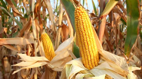 Yellow corn Stock Footage 29224837