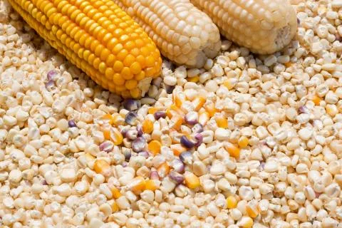 Yellow corn grain background Foto stock