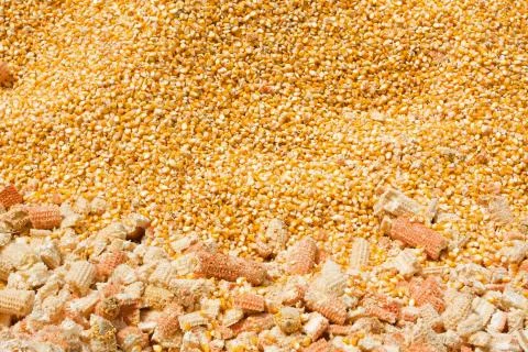 Yellow corn grain background Stock Photos