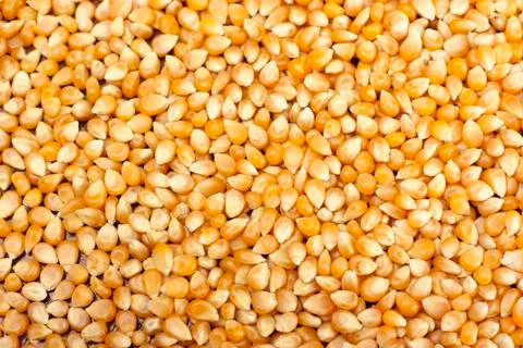 Yellow corn grain Foto stock