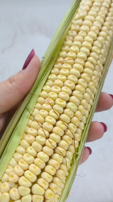 Yellow corn kernels in a close-up. GMO products. Stock Footage 316666245