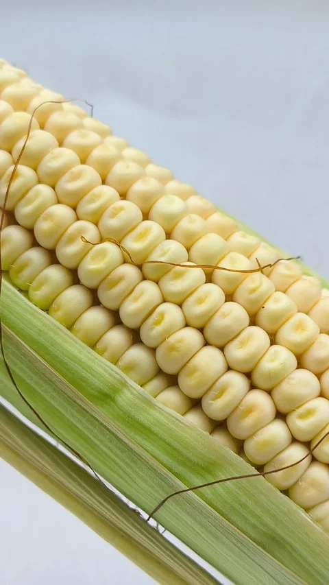 Yellow corn kernels in a close-up. GMO products. Stock Footage 316666419