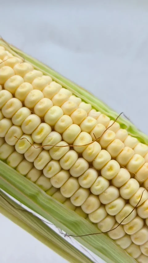 Yellow corn kernels in a close-up. GMO products. Stock Footage 316666455