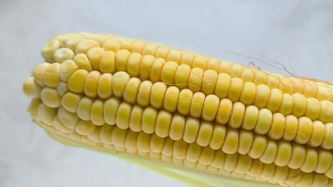 Yellow corn kernels in a close-up. GMO products. Stock Footage 316667041