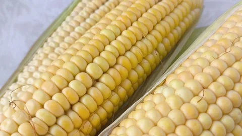 Yellow corn kernels in a close-up. GMO products. Stock Footage 316668014