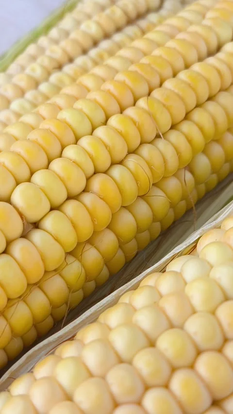 Yellow corn kernels in a close-up. GMO products. Stock Footage 316668067