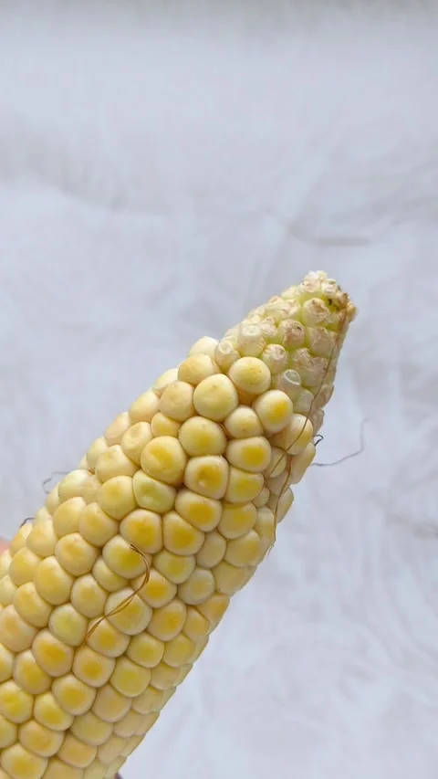 Yellow corn kernels in a close-up. GMO products. Stock Footage 316668604