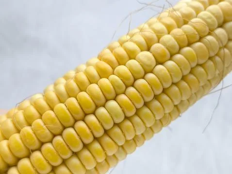 Yellow corn kernels in a close-up. GMO products. Stock Photos