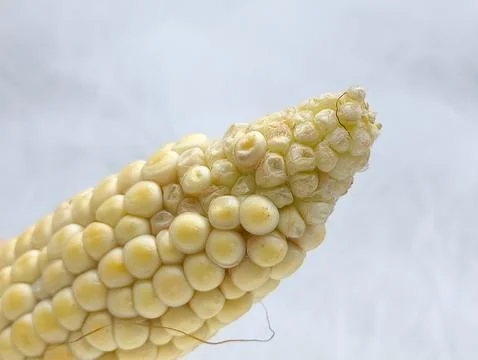 Yellow corn kernels in a close-up. GMO products. Stock Photos
