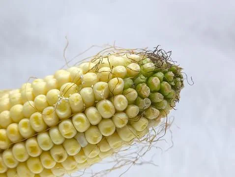 Yellow corn kernels in a close-up. GMO products. Stock Photos