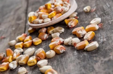 Yellow corn kernels Foto stock